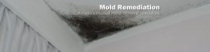 Identifying Mold in Your Home