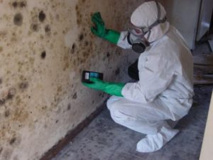 Is Mold Removal Covered by Insurance Policies?