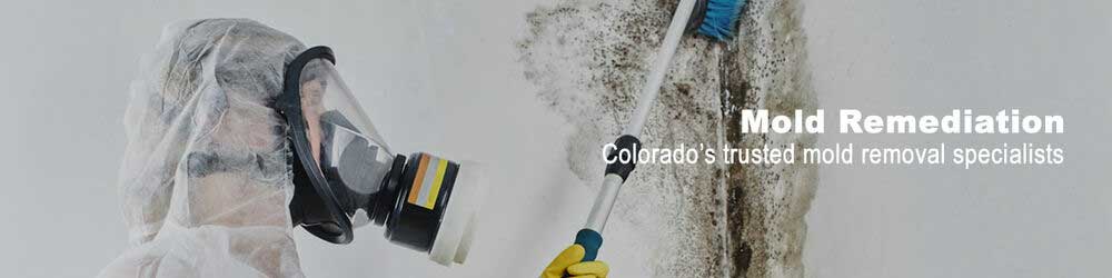 mold remediation removal Denver